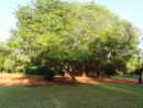 Lombadina tree 1 (G. Howell)